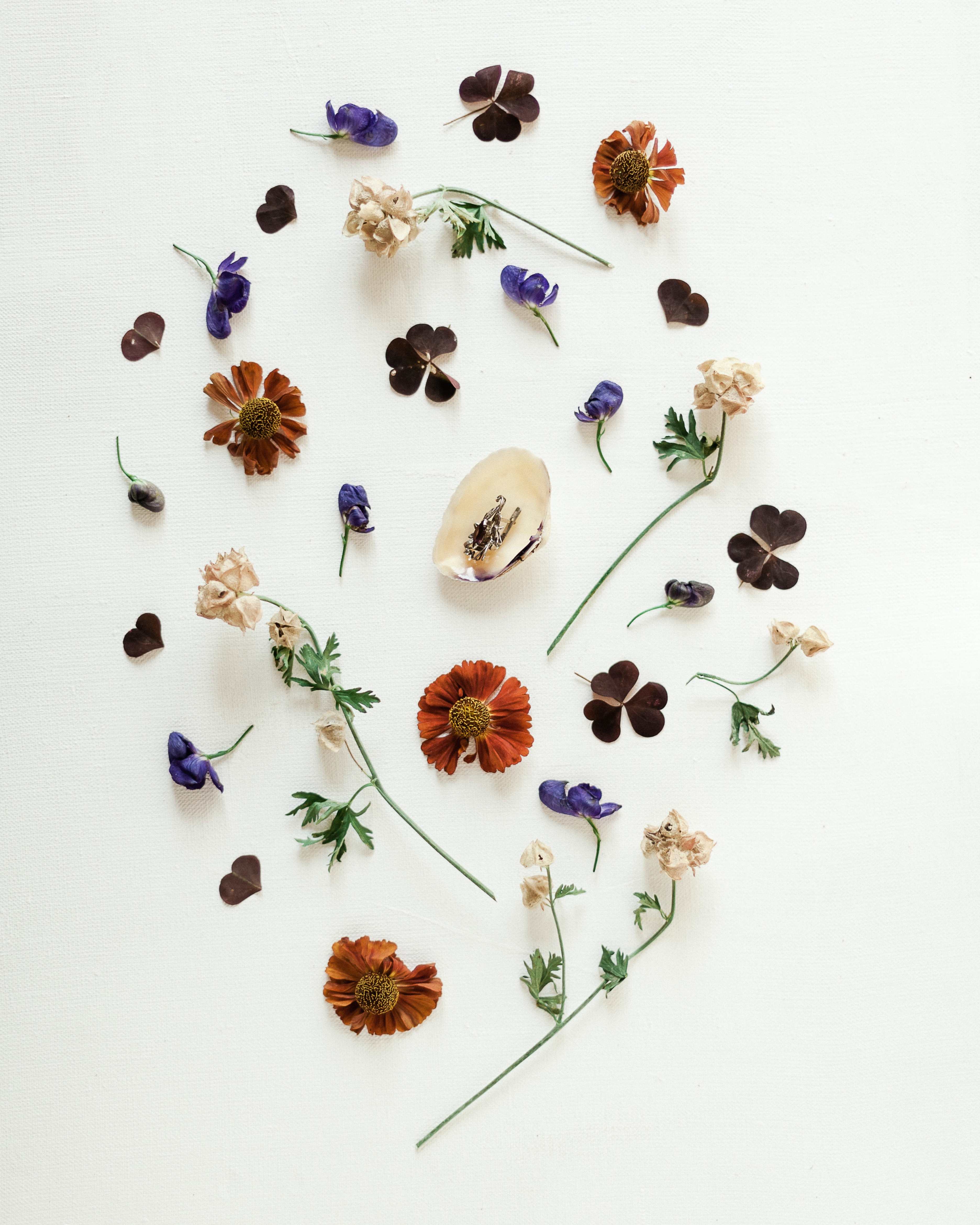 Dried flower and plants in a circle on a white background